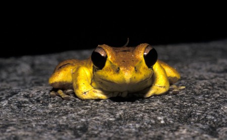 Eastern Stony Creek Frog Litoria wilcoxii Paluma, Australia